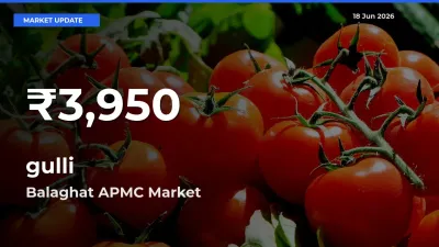 Sharp Fall! gulli Prices Drop to 30-Day Low in Balaghat APMC