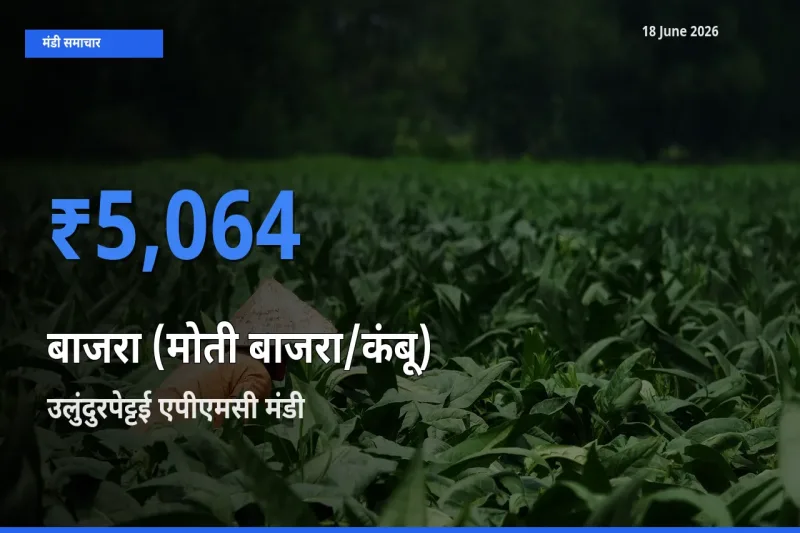 आज बाजरा (मोती बाजरा/कंबू) के सबसे ज़्यादा दाम उलुंदुरपेट्टई एपीएमसी मंडी में दर्ज