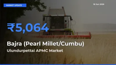 Market Watch: Ulundurpettai APMC Becomes Top Mandi for Bajra (Pearl Millet/Cumbu)