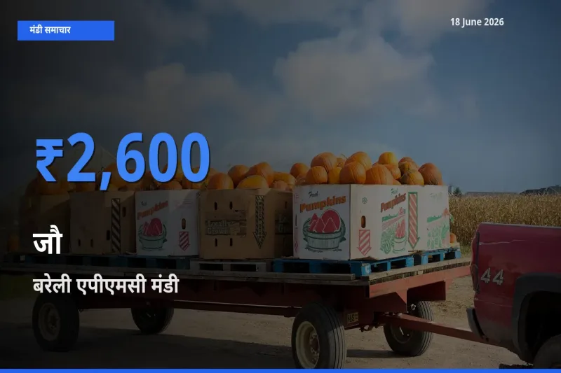 बरेली एपीएमसी में जौ का आज सबसे ऊँचा भाव