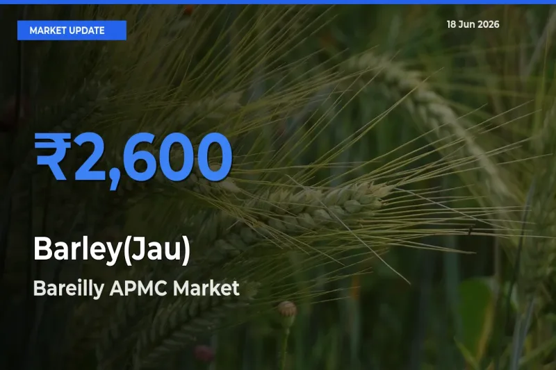 Bareilly APMC Offers ₹2,600 – Highest Barley(Jau) Rate Today