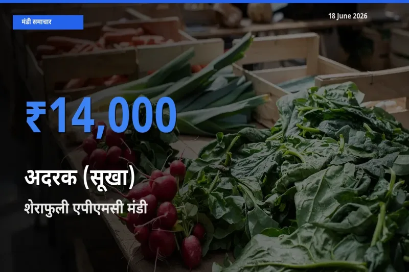 आज का मंडी भाव: अदरक (सूखा) के सबसे ज़्यादा दाम शेराफुली एपीएमसी में