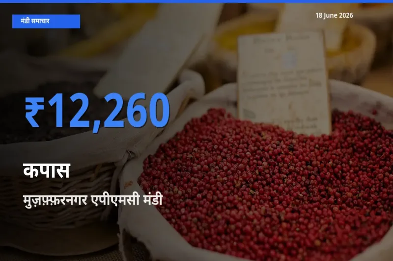 किसानों की पसंद बना मुज़फ़्फ़रनगर एपीएमसी, कपास के सबसे अच्छे दाम