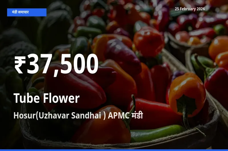 किसानों के लिए चिंता का विषय? Tube Flower के दाम Hosur(Uzhavar Sandhai ) APMC में 30 दिन के न्यूनतम स्तर पर