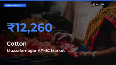 Muzzafarnagar APMC Emerges as Top Mandi for Cotton Prices Today