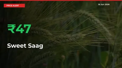 Sweet Saag Mandi Rate Today: Prices Jump 46.94% at Market