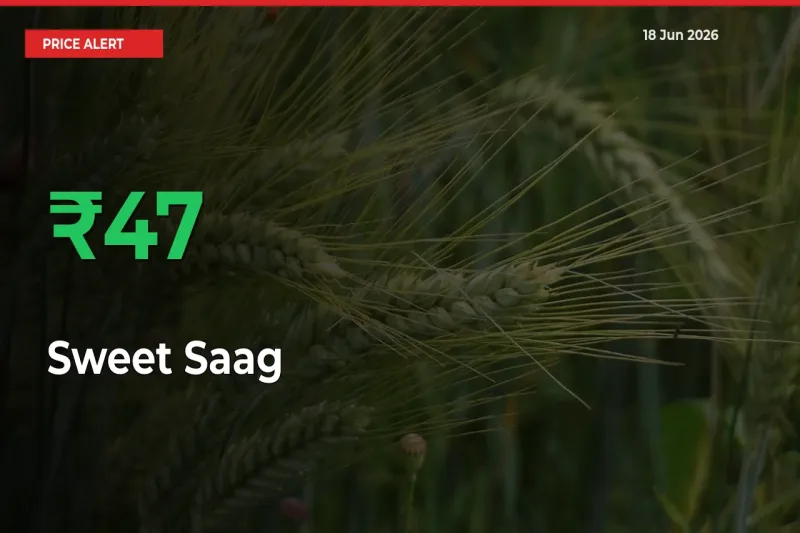 Sweet Saag Mandi Rate Today: Prices Jump 46.94% at Market