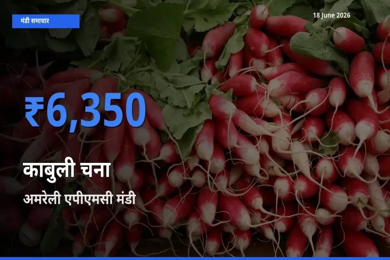 अमरेली एपीएमसी में काबुली चना का आज सबसे ऊँचा भाव