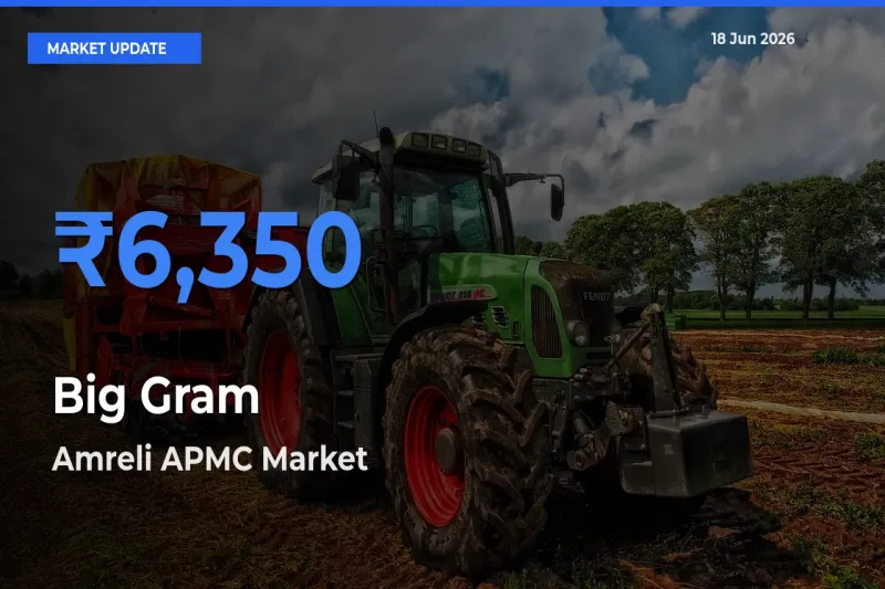 Top Performer! Amreli APMC Offers Best Big Gram Price Today