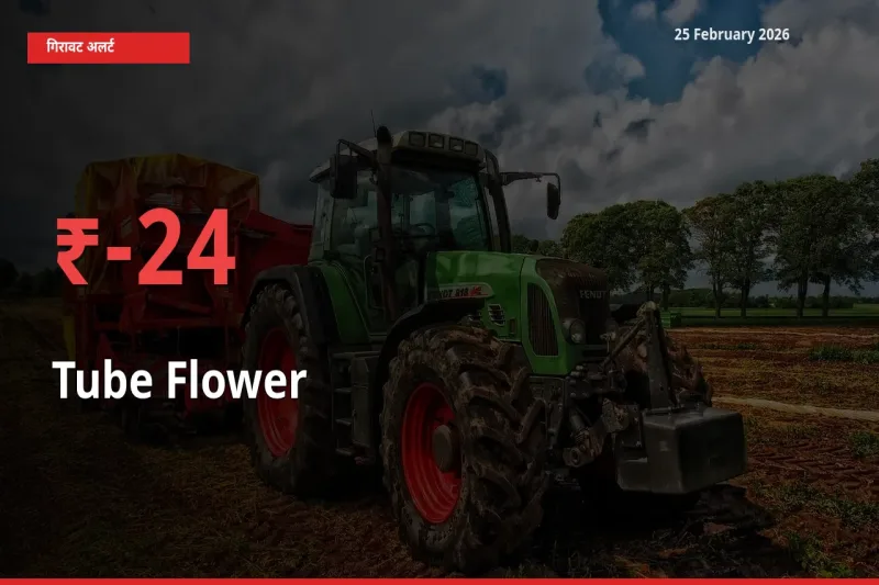 तेज़ गिरावट! मंडी में Tube Flower के दाम 24.29% लुढ़के