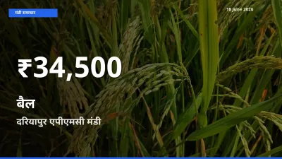 बैल के दामों में गिरावट, दरियापुर एपीएमसी में 30 दिन का न्यूनतम भाव