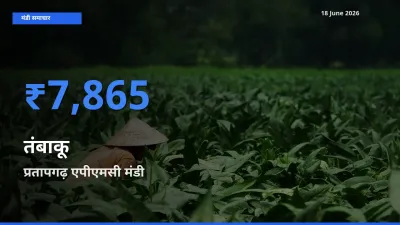 आज का मंडी भाव: तंबाकू के सबसे ज़्यादा दाम प्रतापगढ़ एपीएमसी में