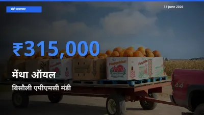 आज मेंथा ऑयल के सबसे ऊँचे दाम ₹315,000 बिसौली एपीएमसी मंडी में