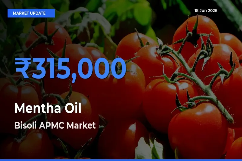 Bisoli APMC Offers ₹315,000 – Highest Mentha Oil Rate Today