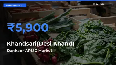 Farmers Prefer Dankaur APMC as Khandsari(Desi Khand) Hits Highest Rate