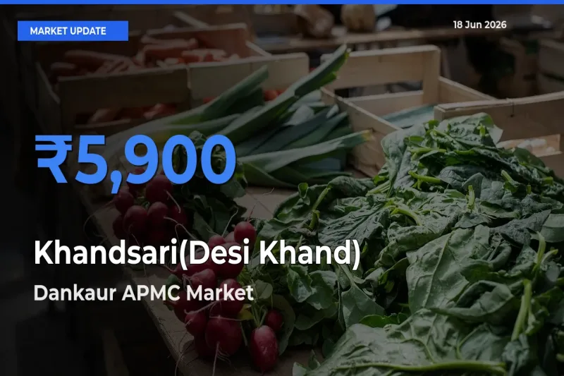 Farmers Prefer Dankaur APMC as Khandsari(Desi Khand) Hits Highest Rate