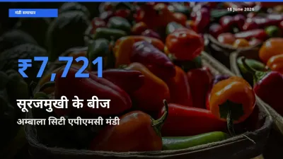 टॉप मंडी बना अम्बाला सिटी एपीएमसी! सूरजमुखी के बीज के सबसे ऊँचे दाम यहीं दर्ज