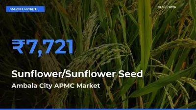Sunflower/Sunflower Seed Mandi Rate Today: Ambala City APMC Tops the List