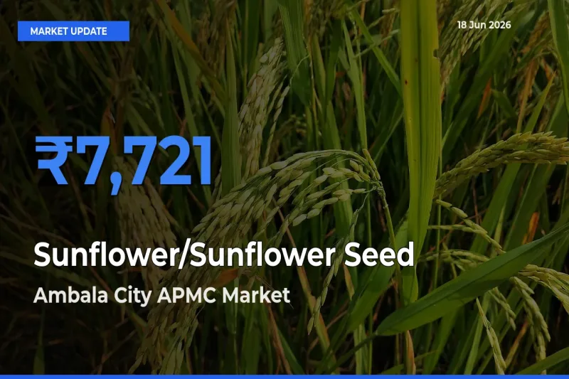 Sunflower/Sunflower Seed Mandi Rate Today: Ambala City APMC Tops the List