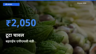 बहराईच एपीएमसी मंडी में आज टूटा चावल के सबसे ऊँचे दाम दर्ज