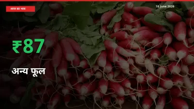 18 June अपडेट: अन्य फूल के दाम मंडी में 86.76% उछले