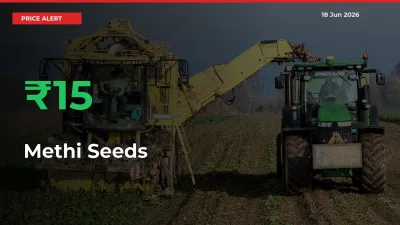 Methi Seeds Rises 15.18% at Mandis