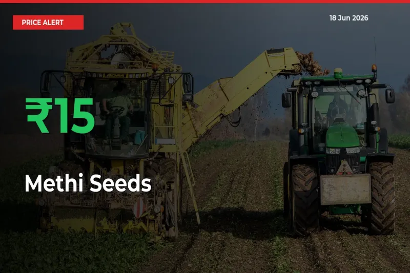 Methi Seeds Rises 15.18% at Mandis
