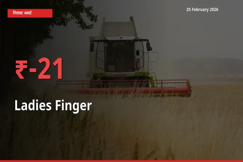 किसानों की चिंता बढ़ी! स्थानीय मंडी में Ladies Finger 21.07% गिरा