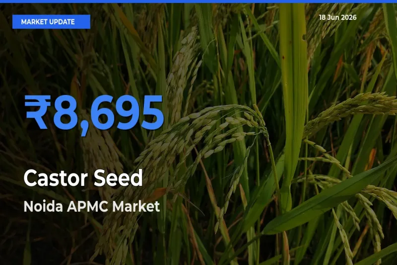 Castor Seed Mandi Rate Today: Noida APMC Tops the List