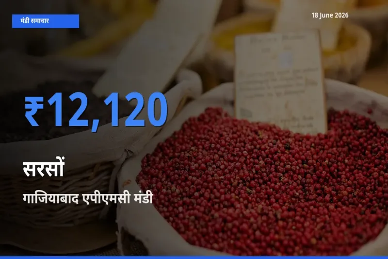 गाजियाबाद एपीएमसी मंडी में सरसों ₹12,120 पर पहुँचा – आज का सर्वोच्च भाव