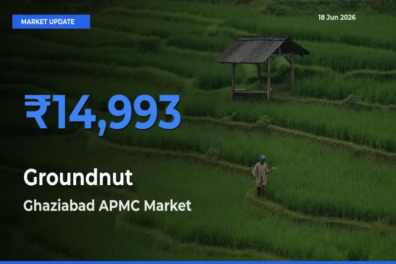 Ghaziabad APMC Records Highest ₹14,993 Rate for Groundnut