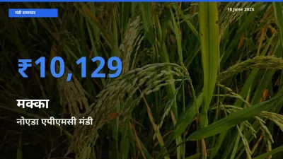 18 June अपडेट: मक्का के सबसे ऊँचे दाम नोएडा एपीएमसी मंडी में
