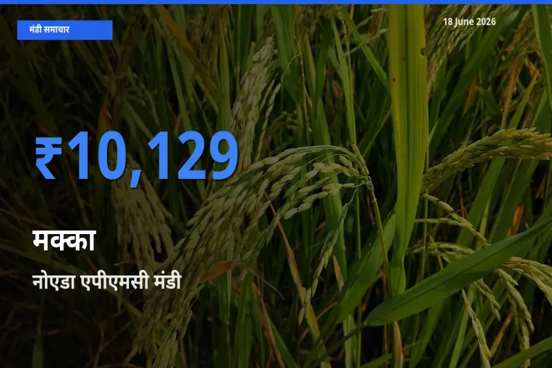 18 June अपडेट: मक्का के सबसे ऊँचे दाम नोएडा एपीएमसी मंडी में