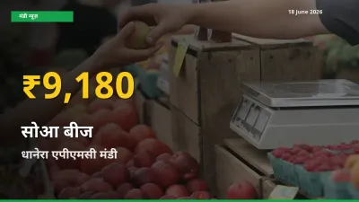 सोआ बीज के भावों में जबरदस्त उछाल, धानेरा एपीएमसी में नया उच्च स्तर