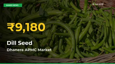 Farmers Benefit as Dill Seed Rate Touches New High in Dhanera APMC