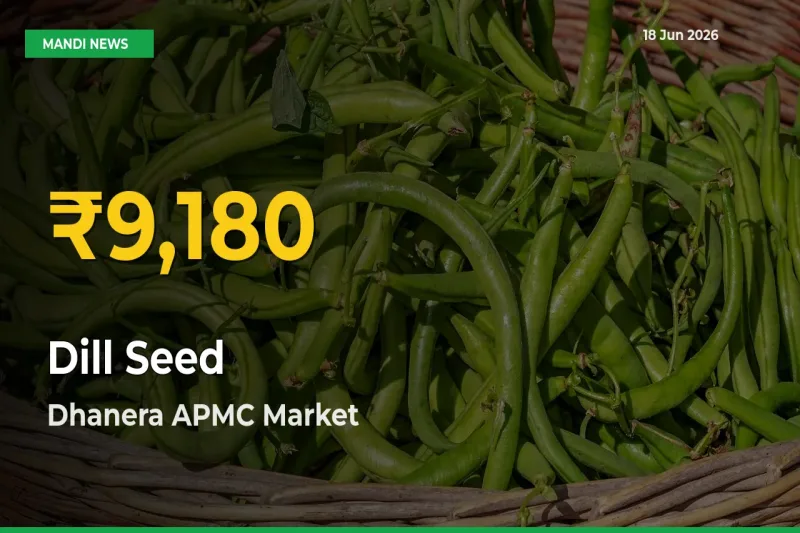Farmers Benefit as Dill Seed Rate Touches New High in Dhanera APMC