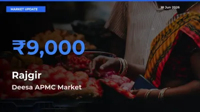 Farmers Prefer Deesa APMC as Rajgir Hits Highest Rate