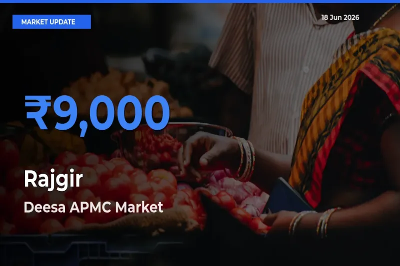 Farmers Prefer Deesa APMC as Rajgir Hits Highest Rate