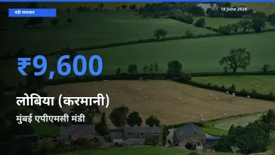 टॉप मंडी बना मुंबई एपीएमसी! लोबिया (करमानी) के सबसे ऊँचे दाम यहीं दर्ज