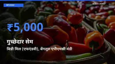 बिन्नी मिल (एफएंडवी), बेंगलुरु एपीएमसी मंडी में आज गुच्छेदार सेम के सबसे ऊँचे दाम दर्ज