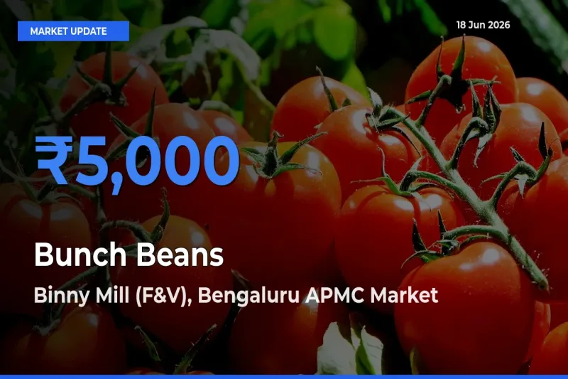 Binny Mill (F&V), Bengaluru APMC Leads as Top Mandi for Bunch Beans Prices