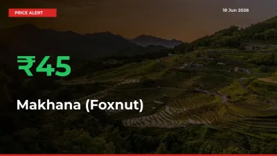 Big Rally! Makhana (Foxnut) Climbs 45.22% in 24 Hours at Top Mandis