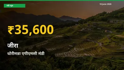 जीरा के भावों में जबरदस्त उछाल, धोरीमन्ना एपीएमसी में नया उच्च स्तर