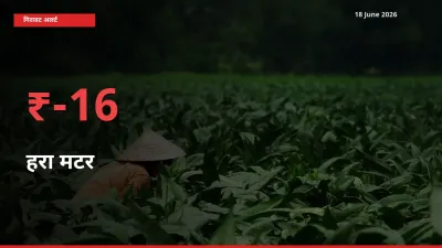 किसानों की चिंता बढ़ी! स्थानीय मंडी में हरा मटर 16.38% गिरा