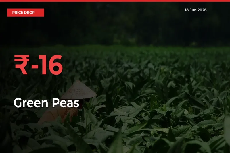 Green Peas Prices Drop 16.38% in 24 Hours at Major Mandis