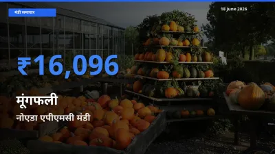 टॉप मंडी बना नोएडा एपीएमसी! मूंगफली के सबसे ऊँचे दाम यहीं दर्ज