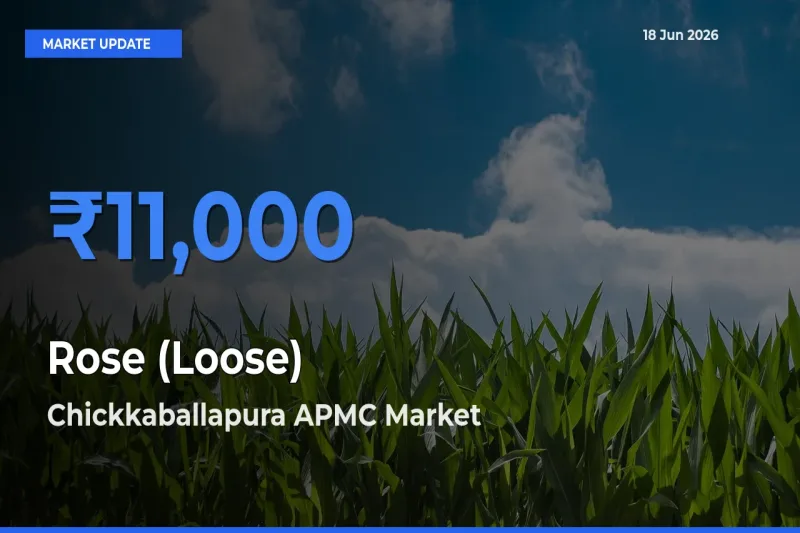 Chickkaballapura APMC Tops Rose (Loose) Rates – June 18 Market Update