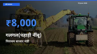 आज गलगल(पहाड़ी नींबू) के सबसे ऊँचे दाम ₹8,000 पिरावम बाजार मंडी में