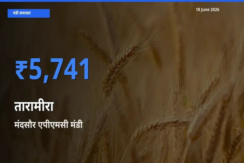 बाज़ार संकेत: मंदसौर एपीएमसी बना तारामीरा के लिए आज की टॉप मंडी