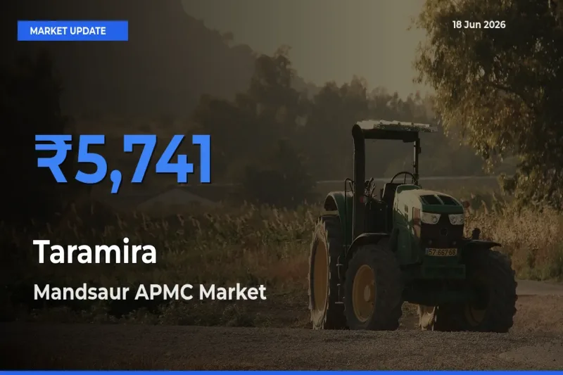 Top Performer! Mandsaur APMC Offers Best Taramira Price Today